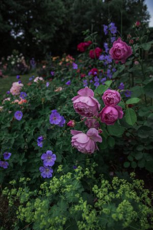 Foto de Hermosa rosa inglesa 'Royal Jubilee' .sobre un fondo de flores Alchemilla y Geranium, rosas inglesas de David Austin - Imagen libre de derechos