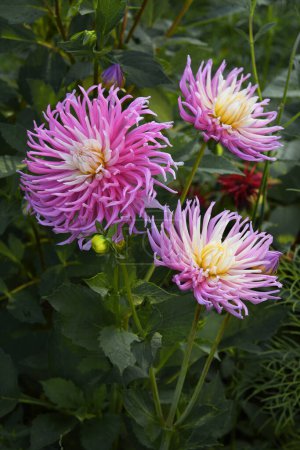 Téléchargez les photos : Dahlia rose "Star's Favourite" dans le jardin, joli cactus dahlia aux pétales courbes - en image libre de droit