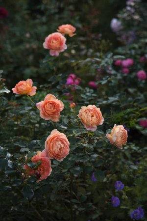 Foto de Hermosa rosa inglesa 'Lady of Shalott' .sobre un fondo de flores Alchemilla y Veronica, rosas inglesas de David Austin - Imagen libre de derechos