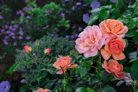 Téléchargez les photos : Belle rose Floribunda "Aprikola" fleurs dans un jardin, de la société allemande de sélection de roses Kordes - en image libre de droit
