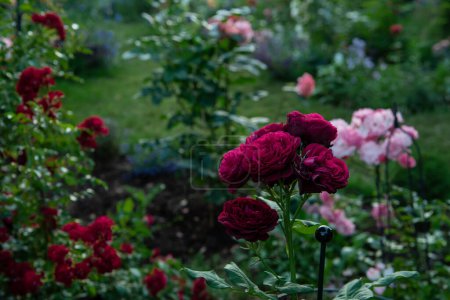 Téléchargez les photos : Belle rose 'Astrid Grafin von Hardenberg' dans le jardin, roses allemandes de Hans Jurgen Evers, Tantau - en image libre de droit