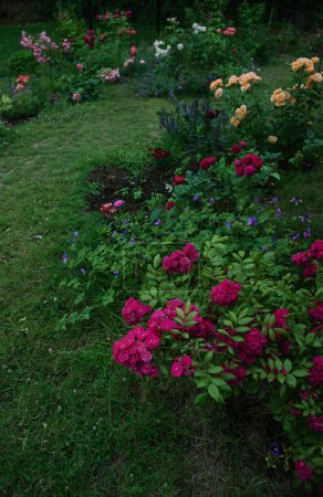 Téléchargez les photos : Belle rose 'Dinky' dans le jardin, Musc hybride belge, Lens Roses - en image libre de droit