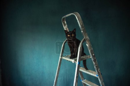 Foto de Renovación de la habitación, pintando las paredes, gato negro en las escaleras - Imagen libre de derechos