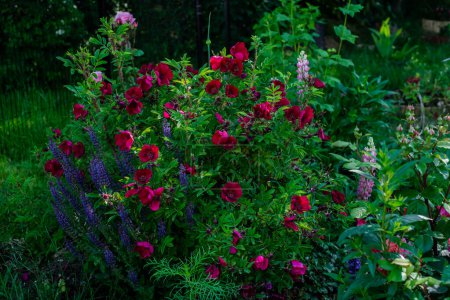 Foto de Rose Bush "Strandperle" Norderney "Duftwolke" en el jardín con Salvia y Lupins. Pequeñas rosas arbustivas rosas alemanas amigables con las abejas de Tantau - Imagen libre de derechos