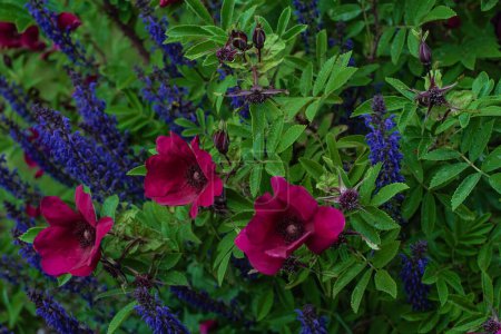 Téléchargez les photos : Belle rose "Strandperle" Norderney "Duftwolke" dans le jardin avec Salvia. Petites roses d'arbuste roses allemandes amicales des abeilles de Tantau. Concentration sélective - en image libre de droit