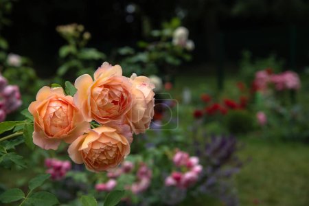 Beautiful English rose 'Lady of Shalott ' on a background of blooming garden, English roses of David Austin