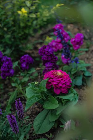 Téléchargez les photos : Fleur Zinnia rose vif dans une bordure mixte avec Mattiola et Salvia. Zinnia plante annuelle dans le jardin en été - en image libre de droit