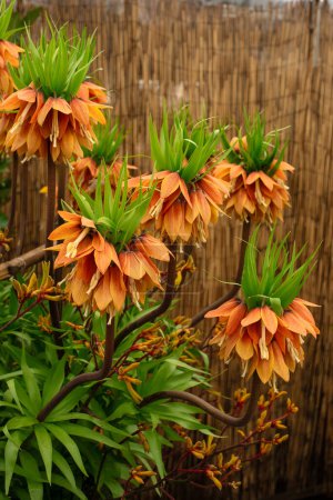 Spring flowering of Orange Fritillaria imperialis or royal grouse flowers in spring garden. Crown imperial flowers on the textured background straw mesh