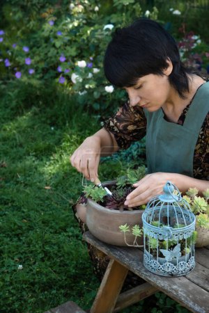 Woman planting succulent flowers in the garden. Collection of succulents in the garden, Succulents planted in a pot and decorative cage