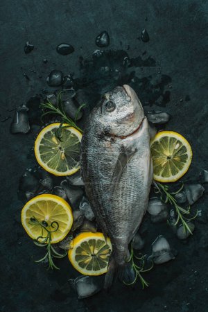 Photo for Fresh Dorado fish - Gilt-head bream ready for cooking. Fresh dorado fish on a background of crushed ice with lemon slices and rosemary. - Royalty Free Image