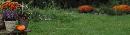 Téléchargez les photos : Bannière avec Automne nature morte avec des fleurs et des citrouilles dans le jardin. Bruyère, chrysanthèmes et cotoneaster dans un pot sur une table en bois - en image libre de droit