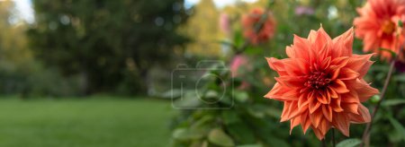 Banner with Orange Dahlia in the garden, Horizontal background with place for text