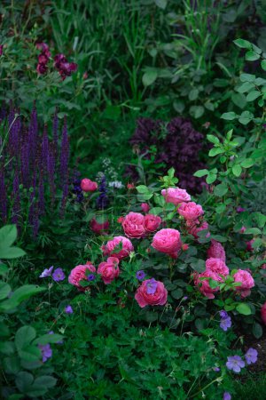 Foto de Hermosas rosas rosadas en el jardín, rosa floribunda francesa "Leonardo Da Vinci" de Meilland con plantas perennes: Salvia, Heuchera y Geranio, - Imagen libre de derechos