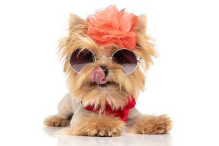 Photo for Adorable yorkshire terrier dog licking his nose, wearing a flower on head, sunglasses and a red bandana - Royalty Free Image