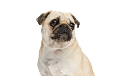 Téléchargez les photos : Gros plan sur un chien carlin regardant loin et assis sur fond de studio blanc - en image libre de droit