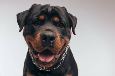 Photo for Portrait of  adorable Rottweiler dog panting at the camera and feeling happy, sitting, wearing a collar against gray studio background - Royalty Free Image
