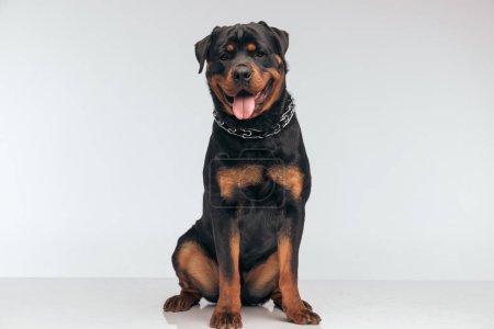 Foto de Full body picture of beautiful Rottweiler dog panting at the camera and feeling happy, sitting, wearing a collar against gray studio background - Imagen libre de derechos