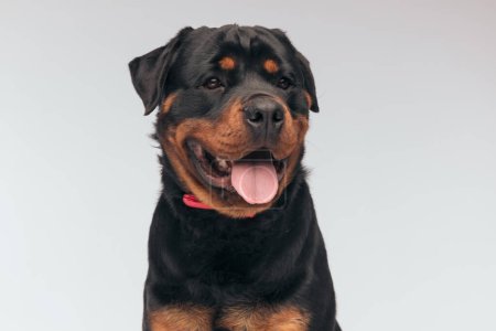 Foto de Portrait of  beautiful Rottweiler dog sticking out tongue and looking away, sitting, wearing a red bowtie against gray studio background - Imagen libre de derechos