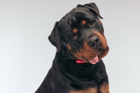 Téléchargez les photos : Portrait of  sweet Rottweiler dog panting with a gloomy face, sitting, wearing a red bowtie against gray studio background - en image libre de droit