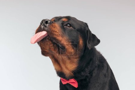 Téléchargez les photos : Portrait of  adorable Rottweiler dog sticking out tongue and mocking, sitting, wearing a red bowtie against gray studio background - en image libre de droit