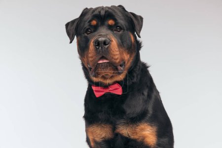 Photo for Portrait of  sweet Rottweiler dog panting and feeling surprised, sitting, wearing a red bowtie against gray studio background - Royalty Free Image