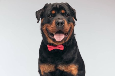 Foto de Portrait of  beautiful Rottweiler dog feeling happy and smiling with tongue out, sitting, wearing a red bowtie against gray studio background - Imagen libre de derechos
