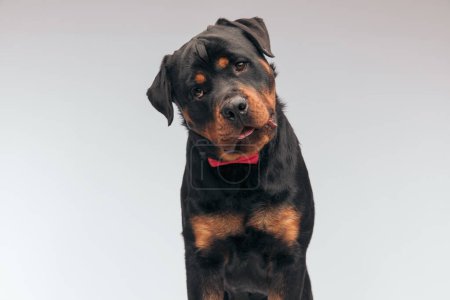 Foto de Portrait of  adorable Rottweiler dog looking away, panting and feeling gloomy, sitting, wearing a red bowtie against gray studio background - Imagen libre de derechos