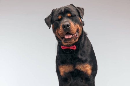 Téléchargez les photos : Portrait of  sweet Rottweiler dog sticking out tongue and making fun, sitting, wearing a red bowtie against gray studio background - en image libre de droit