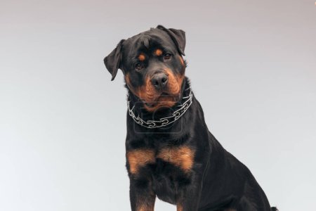 Photo for Portrait of  beautiful Rottweiler dog looking at the camera, sitting, wearing a collar against gray studio background - Royalty Free Image