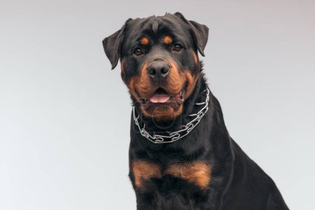 Photo for Portrait of  adorable Rottweiler dog sticking out his tongue at the camera, sitting, wearing a collar against gray studio background - Royalty Free Image