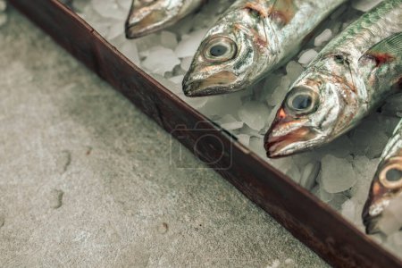 Foto de Close up picture of seabass heads on top of ice cubes on texture background, concept of raw and healthy eating - Imagen libre de derechos