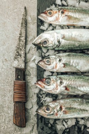 Foto de Top view of fresh uncooked seabass fish on ice with a rusty blade knife on top of texture background - Imagen libre de derechos