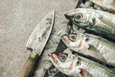 Foto de Fresh raw white seabass fish on top of chopping board with ice cubes and rusty old knife on texture backgrund - Imagen libre de derechos