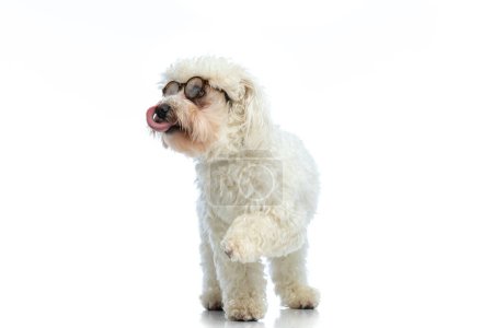 Photo for Picture of beautiful Bichon dog licking his nose and looking to side, standing,wearing eyeglasses against white studio background - Royalty Free Image