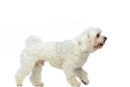 Téléchargez les photos : Picture of little Bichon dog barking at a stranger, standing, wearing a leash at neck against white studio background - en image libre de droit