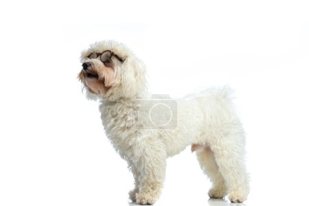 Photo for Picture of cute Bichon dog looking away and being curious, standing,wearing eyeglasses against white studio background - Royalty Free Image