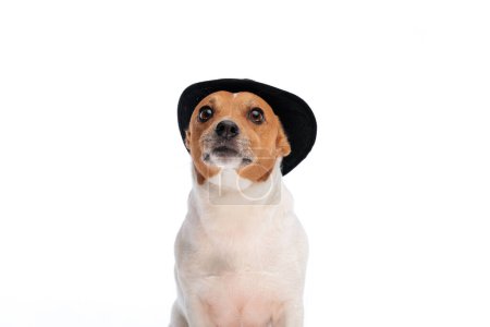 Photo for Funny jack russell terrier dog with hat sitting and looking up in front of white background in studio - Royalty Free Image