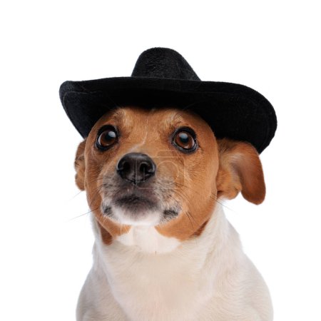 Photo for Adorable jack russell terrier dog with black hat looking up and being curious while sitting on white background in studio - Royalty Free Image