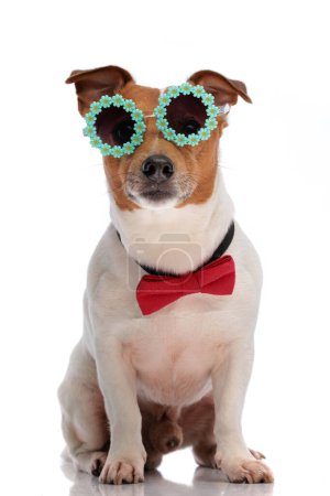 Photo for Full body picture of little jack russell terrier dog with glasses and bowtie sitting on white background in studio - Royalty Free Image