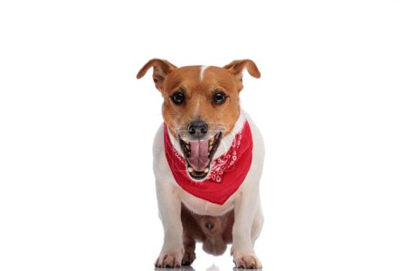 Téléchargez les photos : Sucré jack russell terrier chien collant sur la langue et bâillant tout en portant bandana rouge sur fond blanc - en image libre de droit