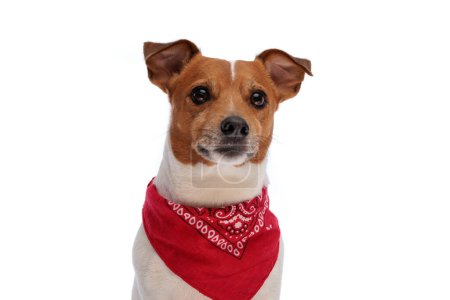 Téléchargez les photos : Portrait de petit chien Jack Russell terrier avec bandana rouge regardant loin et assis sur fond blanc en studio - en image libre de droit