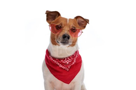 Photo for Lovely little jack russell terrier dog with glasses and red bandana looking away on white background in studio - Royalty Free Image
