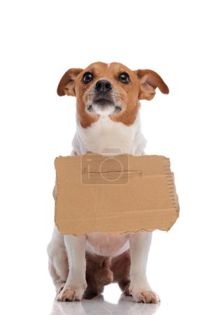 Téléchargez les photos : SDF belle Jack Russell Terrier chien levant les yeux et mendiant tout en portant un signe d'adoption sur fond blanc - en image libre de droit
