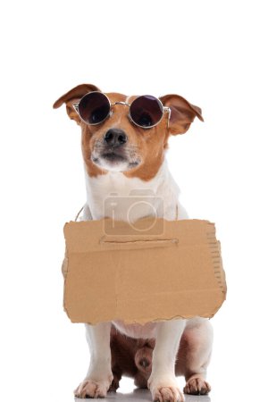 Téléchargez les photos : Street jack russell terrier chien portant des lunettes de soleil et carton signe pour adoption sur fond blanc - en image libre de droit