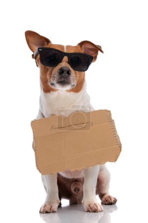 Photo for Stray jack russell terrier dog with sunglasses and sign for adoption in front of white background in studio - Royalty Free Image