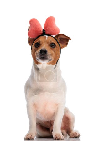 Photo for Beautiful jack russell terrier puppy wearing headband and looking up while sitting on white background in studio - Royalty Free Image