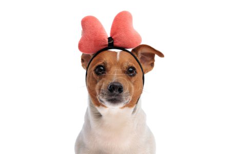 Téléchargez les photos : Mignon petit chien Jack Russell terrier portant un bandeau papillon rose et assis devant fond blanc en studio - en image libre de droit