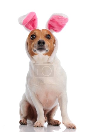 Photo for Sweet little jack russell terrier puppy wearing bunny ears headband and looking up while sitting on white background in studio - Royalty Free Image