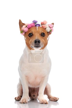 Photo for Adorable jack russell terrier dog wearing flowers headband and sitting in front of white background in studio - Royalty Free Image