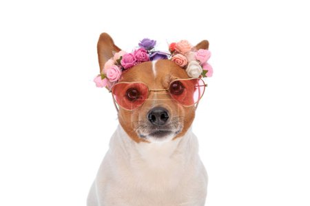 Téléchargez les photos : Beau chien Jack Russell terrier portant des fleurs bandeau et lunettes de soleil et assis sur fond blanc - en image libre de droit